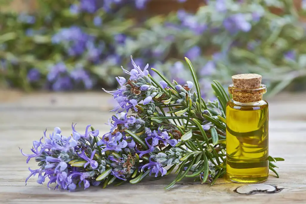 Rosemary essential oil as a DIY scrub to detox your scalp